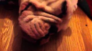 English bulldog snoring loudly [upl. by Airamahs]