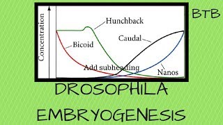 Drosophila Embryogenesis  Morphogen mRNA and protein gradients explained [upl. by Debo]