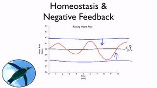 Homeostasis And Negative Feedback [upl. by Inhoj]