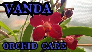 Vanda Orchid Care Info on watering and root health  quotHow to care for Orchidsquot [upl. by Clarisse]