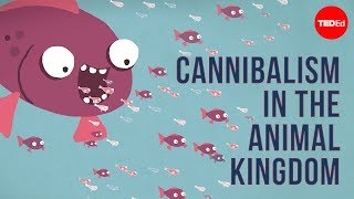 Cannibalism in the animal kingdom  Bill Schutt [upl. by Arri]