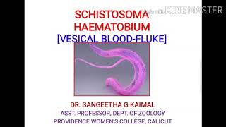 SCHISTOSOMA HAEMATOBIUM  VESICAL BLOODFLUKE by Dr SANGEETHA G KAIMAL [upl. by Etteoj]