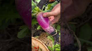 Harvest time  Harvest hot peppers young ambarella radishes and okra fruit satisfying farming [upl. by Charmain]