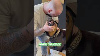 Animals Chiropractic 💚💚💚asmr animals dogshorts foryou dog dogs türkiye [upl. by Kokoruda]