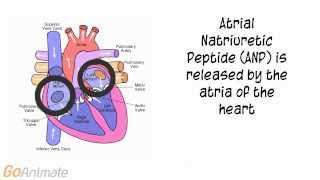 Anatomy and Physiology Endocrine System Atrial Natriuretic Peptide ANP V20 [upl. by Ciro294]