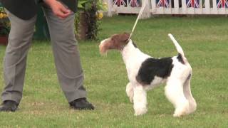 Windsor Championship Dog Show 2012 Terrier group [upl. by Eislek196]