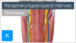 Nerves of the parapharyngeal space preview  Human Anatomy  Kenhub [upl. by Enna890]