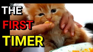 Persian Cat Food Recipe  Homemade Cat Food  Cheapest Cat Food  Weight Gaining Cat Food 🚫 Hairfall [upl. by Rolyks]