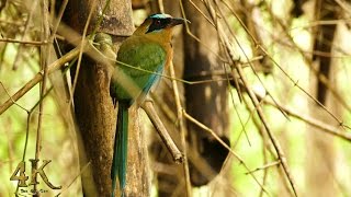 BlueCrowned Motmot spotted in Soberania National Park of Panama [upl. by Abisia]