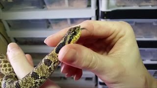 An Intro to Hognose Snakes Plus Easterns vs Westerns [upl. by Orecul]