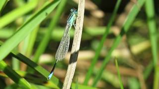 Libelinha azul ibérica Ischnura graellsii [upl. by Tessi]