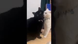 White cat Vs Black cat shorts [upl. by Reiche241]