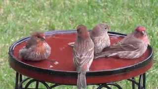 House Finches dominate at birdbath [upl. by Zimmerman]