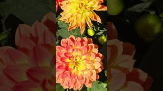 🇦🇺quotDAHLIA EXPLOSION Vibrant OrangeYellow 🧡Perfection DahliaDelights sydney flowers GardenGoals [upl. by Imailiv]