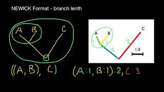 Newick tree format or Newick notation or New Hampshire tree format [upl. by Aleka768]