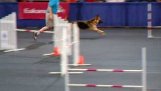 German Shepherd at the AKC Agility Invitational 2008 [upl. by Yentterb49]