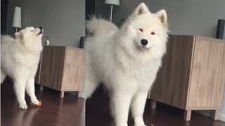 Samoyed Sings while Squeezing Toy [upl. by Aissela986]