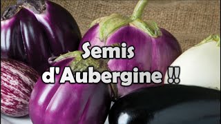 Québec  AUBERGINE  Mes MEILLEURS conseils pour bien réussir ses semis  et plus [upl. by Lodnar708]