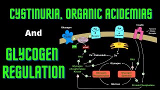 USMLE Step 1  Lesson 66  Cystinuria Organic Acidemias and Glycogen Regulation [upl. by Anivla40]