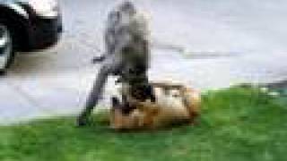 Irish Wolfhound and Fila Brasileiroin the garden [upl. by Wavell]