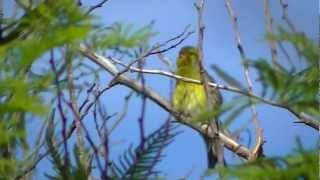 Canary Islands wild canary [upl. by Alyl]