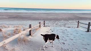 OCEAN CITY NJ BEACH AND COONHOUND [upl. by Neelhtac]