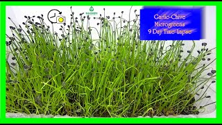 Garlic Chives Microgreens 9 Day TimeLapse [upl. by Strepphon]