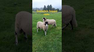 Swaledale hogget rams for donegal sale 2024 sheepfarmlife ireland wicklow donegalsheepfarming [upl. by Aneleiram155]