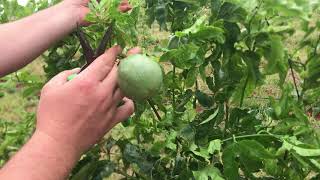 Granadilla passionfruit fruit pruning [upl. by Iruy774]