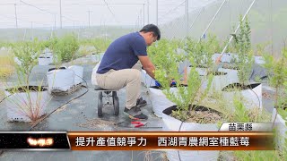 提升產值競爭力 西湖青農網室種藍莓│T NEWS聯播網 [upl. by Hanahs]