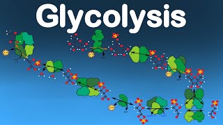 Cellular Respiration Pt1  The 10 Glycolisys Enzymes [upl. by Desi]