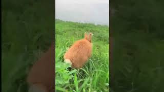 cutecat rabbit 111shortvideo gameplay cuteanimalsanimals [upl. by Eserrehs]