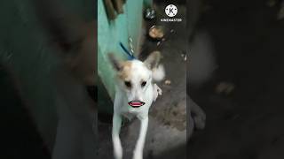 Dog Talking Funny video Part 1 funny doglovers babu dogtalking tillu petcare shorts [upl. by Warfore]