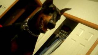 Crazy Doberman [upl. by Mmada]