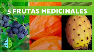 5 FRUTAS MILAGROSAS con PROPIEDADES MEDICINALES 🫐✅ ¡Inclúyelas en tu Dieta [upl. by Nagap]