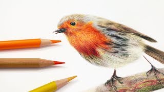 How To Draw Feathers with Colored Pencil [upl. by Ahsataj74]