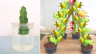 How to propagate yellow dragon fruit from cuttings for beginners [upl. by Toombs]