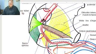 Anatomy of pelvis in Arabic 2023 Internal pudendal artery by DrWahdan [upl. by Aiym]