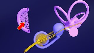 3D Embryology of Ear Part 1 Internal Ear  Semicircular Canals  Utricle Saccule and Cochlea [upl. by Fabiola571]