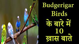 Budgerigar Birds के बारे में 10 रोचक बाते  Budgerigar Birds Top 10 Facts [upl. by Aneri220]