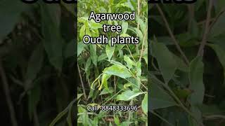 Aquilariamalaccensis Verity Oudh plants available call8848333696200 piece minimum order quantity [upl. by Aihcela]