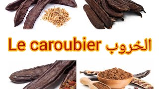 Le caroubier Ceratonia siliqua الخروب أو الخرنوب [upl. by Arick]