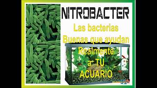 Bacterias nitrificantes para TU acuario Global dry 2019 nitrobacterias [upl. by Deni]