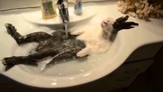 lapin relaxe qui prend son bain [upl. by Acirrehs]