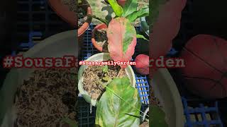 Unboxing Rare Anthurium Collection Botanical Bliss by sousafamilygarden [upl. by Asyal]