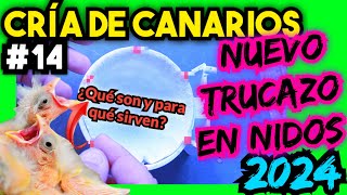 14 CRÍA CANARIOS 2024 💥 JAMÁS lo había visto TRUCO en nidos de canarios [upl. by Areyk]