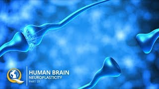 Discover How to Rewire Your Brain with Neuroplasticity [upl. by Ellinet823]