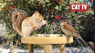 CAT TV  Flitting Birds and Scampering Squirrels Compilation 🐦 4K Videos For Cats to Watch  Dog TV [upl. by Frederic]