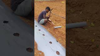 మల్చింగ్ పేపర్ కోసం దేశీ జుగాద్ agriculturefarming plantlife smalltools ytshorts farmer [upl. by Ylreveb]