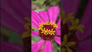 Zinnia elegans 🩷 from sunflower family asteracae [upl. by Arukas]